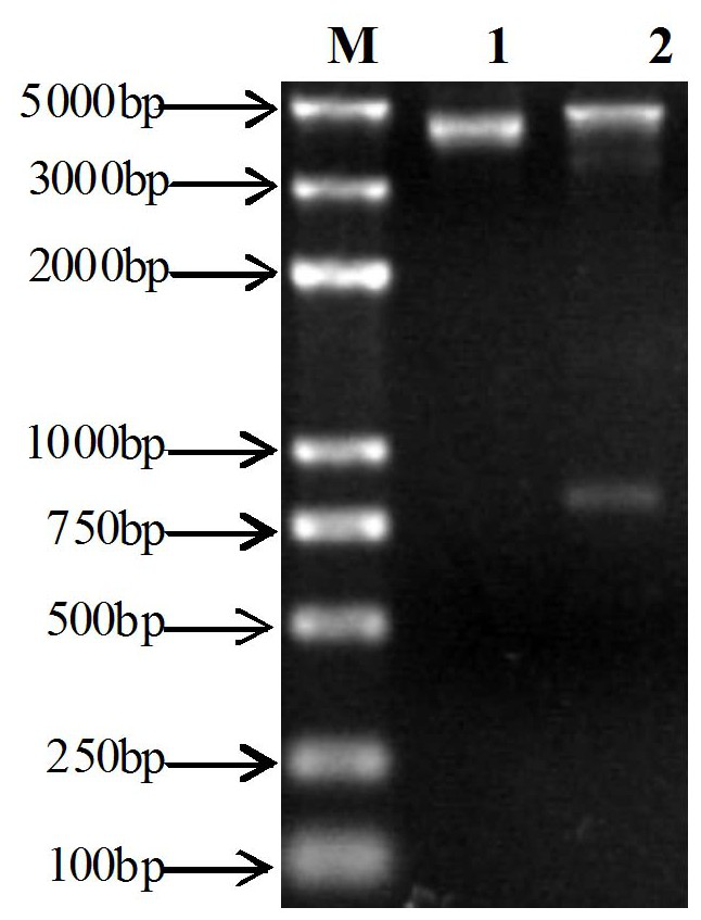 A kind of preparation method and application of Salmonella equine abortus flagellin flic