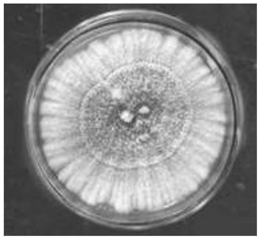 Novel phomopsis fungus strain, preparation method and application