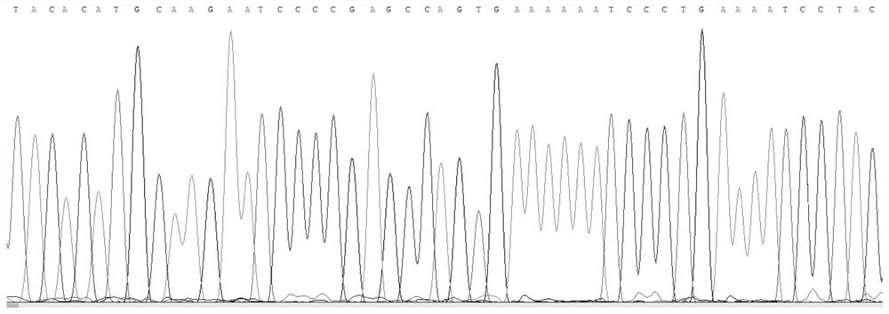 Kit and method for identifying M.aspalax