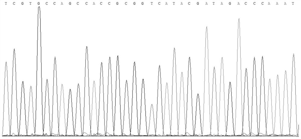 Kit and method for identifying M.aspalax