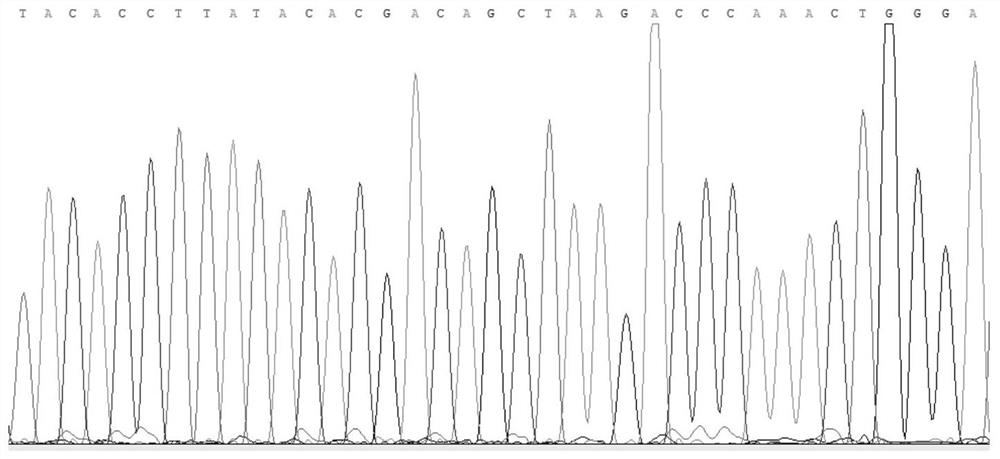 Kit and method for identifying M.aspalax