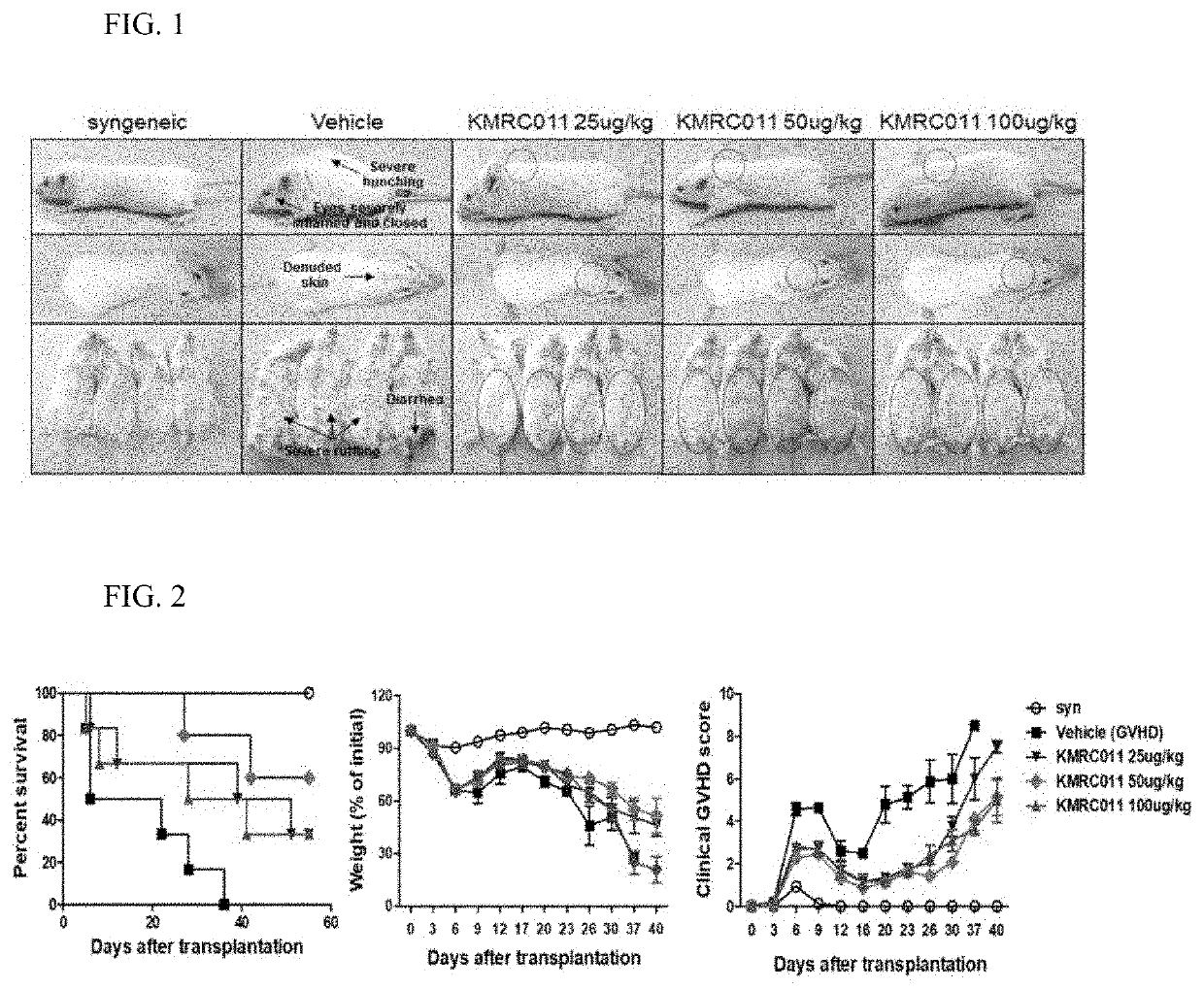 Composition for preventing or treating graft-versus-host disease comprising tlr5 agonist derived from flagellin as effective component