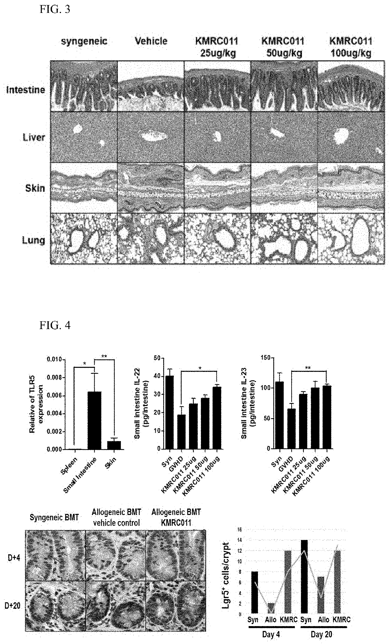 Composition for preventing or treating graft-versus-host disease comprising tlr5 agonist derived from flagellin as effective component