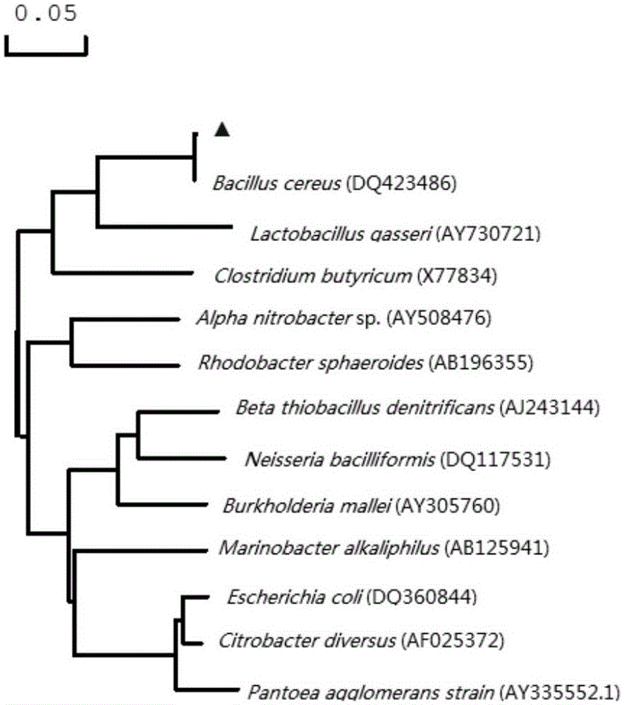 Bacillus cereus capable of degrading phenol and having electrogenesis characteristic and application thereof