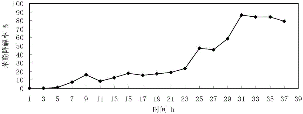 Bacillus cereus capable of degrading phenol and having electrogenesis characteristic and application thereof