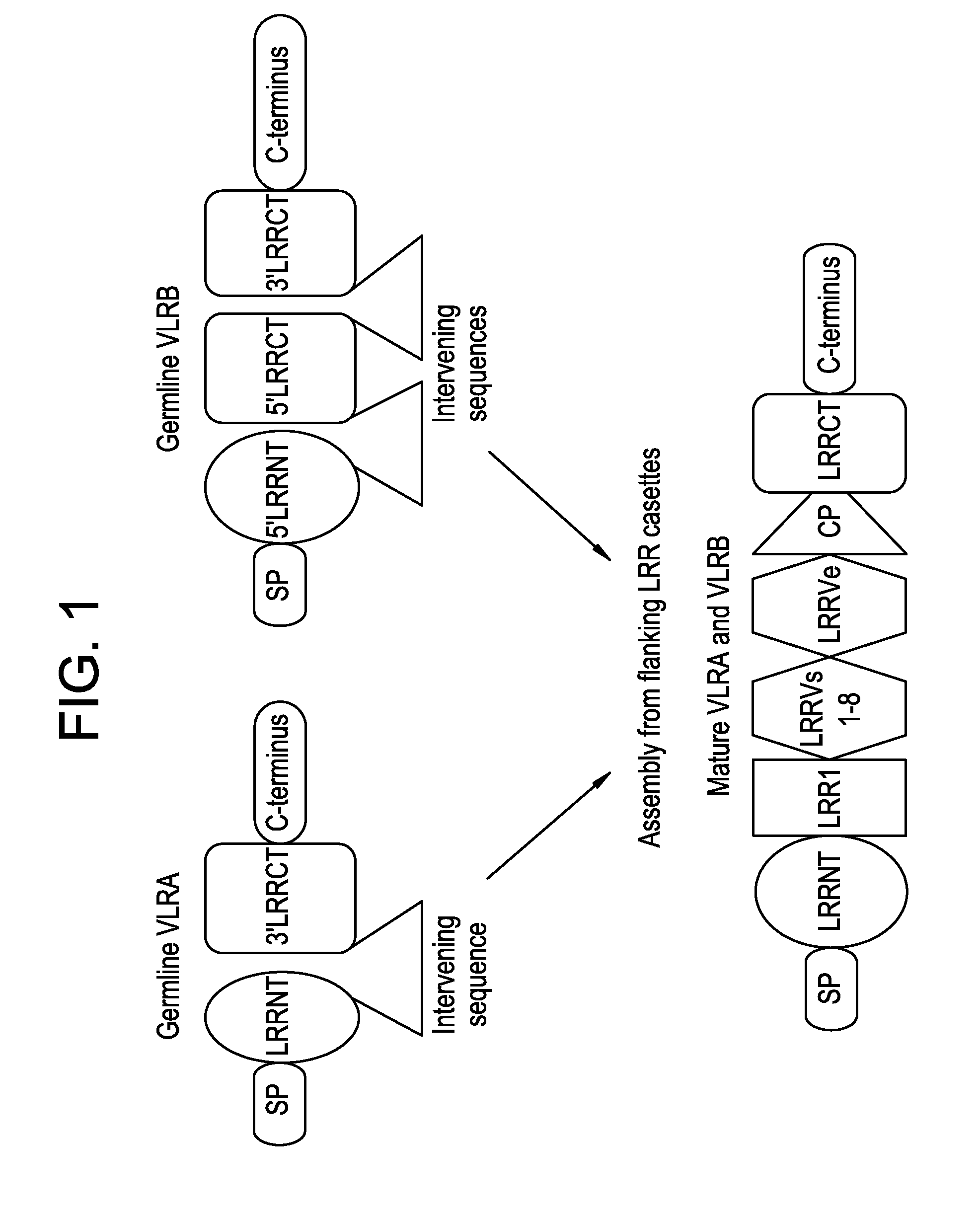 Lambodies with high affinity and selectivity for glycans and uses therefor