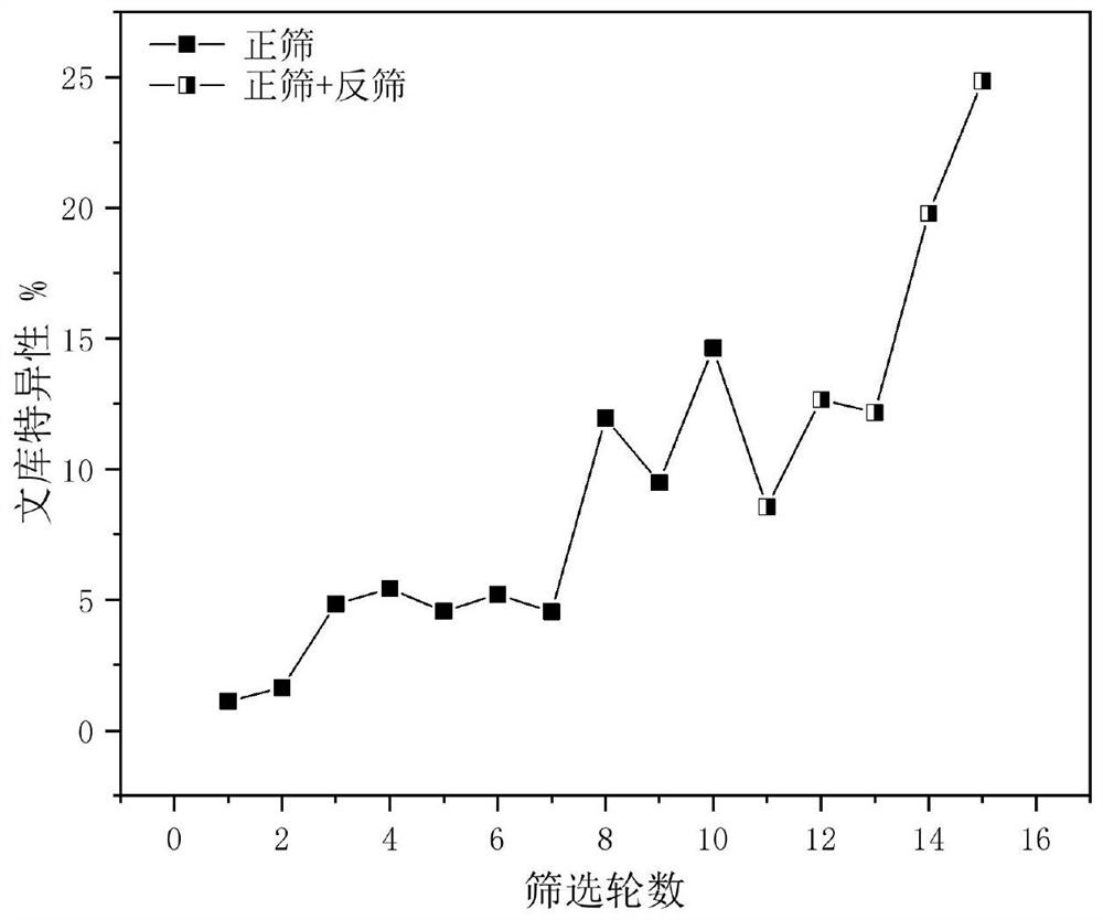 Nucleic acid aptamer of aristolochic acid A as well as screening method and application of nucleic acid aptamer