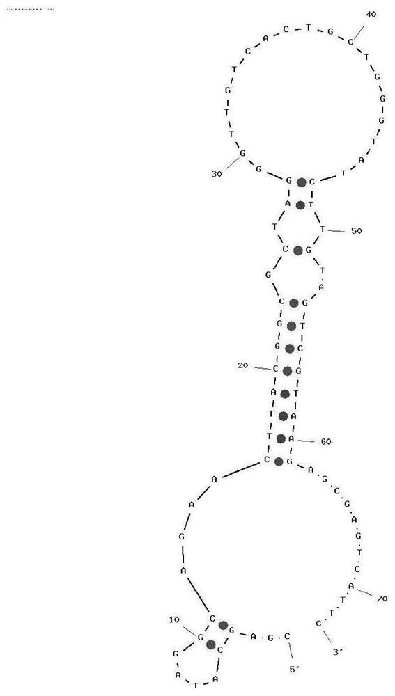 Nucleic acid aptamer of aristolochic acid A as well as screening method and application of nucleic acid aptamer