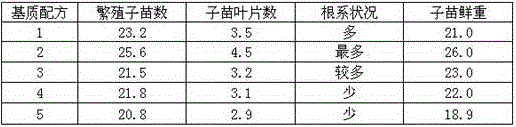 Summer domestication transition method of strawberry tissue culture seedlings