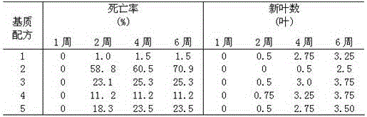 Summer domestication transition method of strawberry tissue culture seedlings