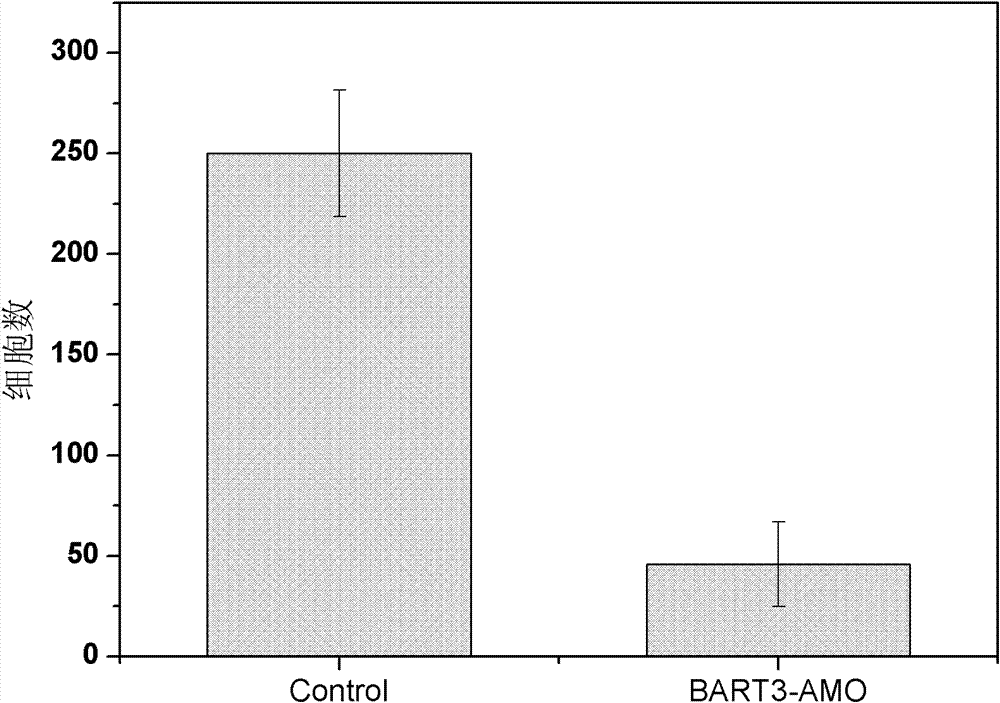 Application of EB virus miR-BART3 antisense oligonucleotides in preparing medicament for treating nasopharyngeal darcinoma