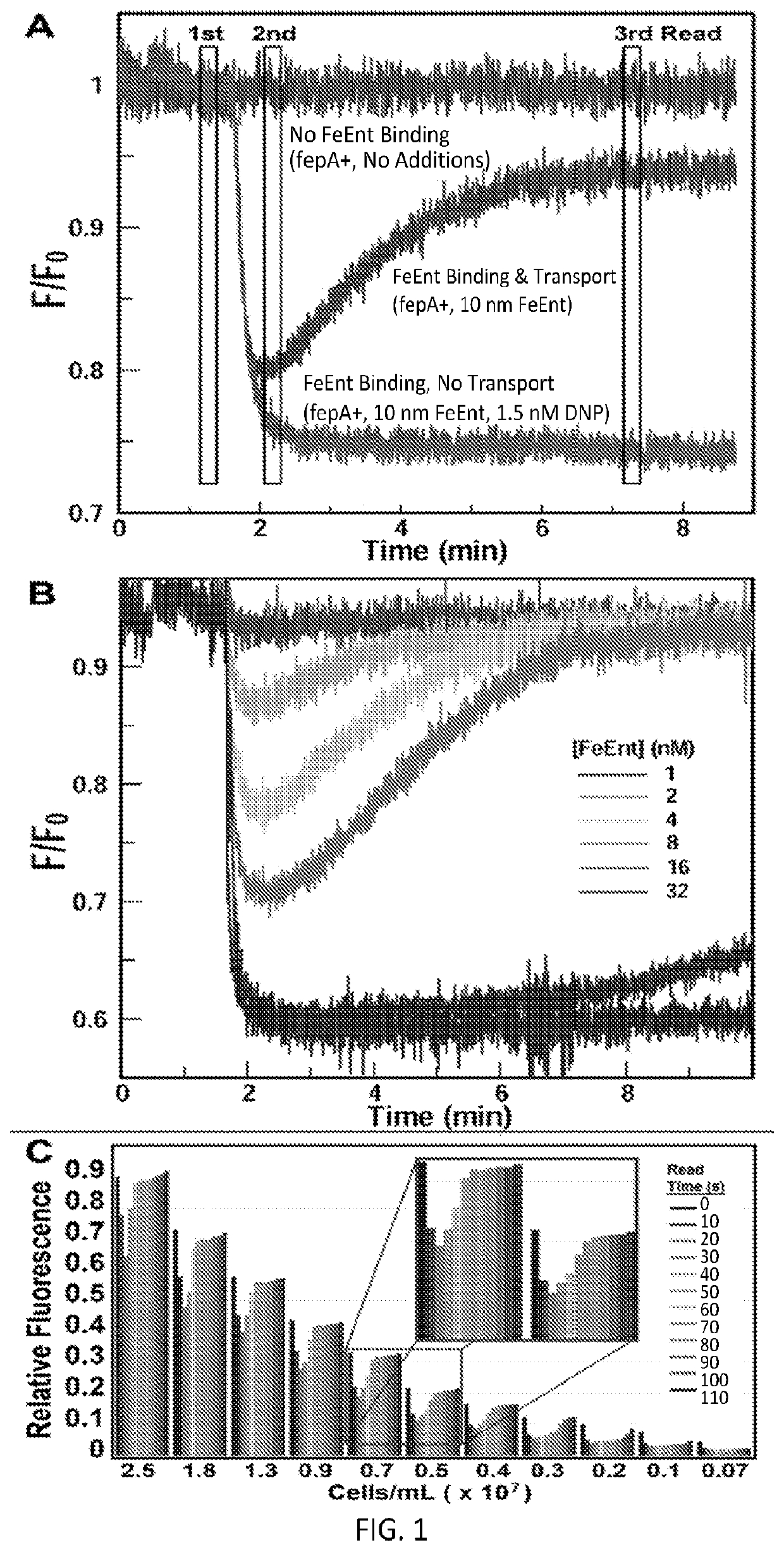 High-throughput fluorescent screening assay for inhibitors of gram-negative bacterial iron uptake