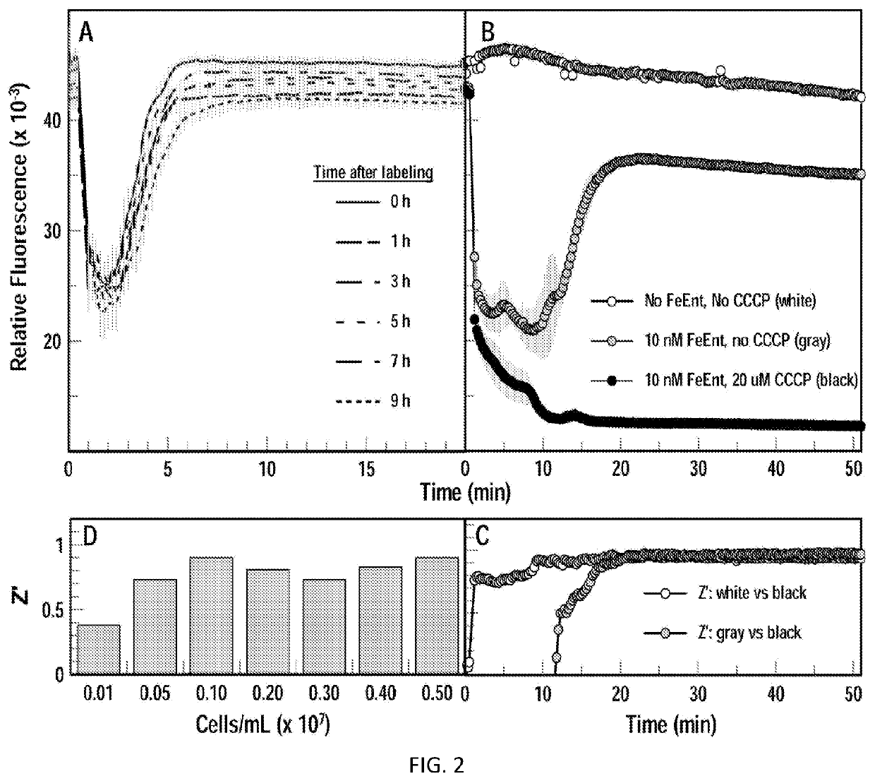 High-throughput fluorescent screening assay for inhibitors of gram-negative bacterial iron uptake