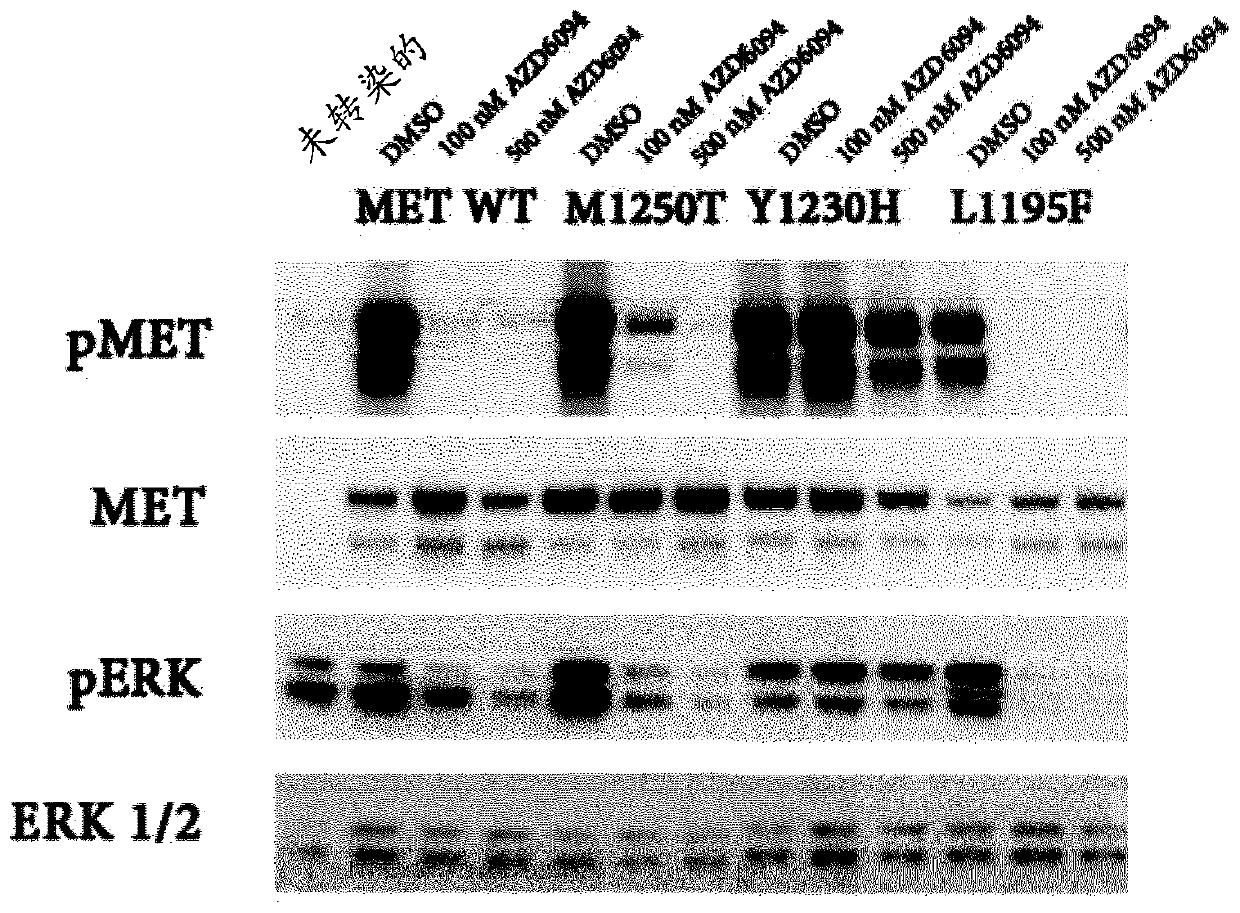 Use of c-met inhibitors to treat cancers harbouring met mutations