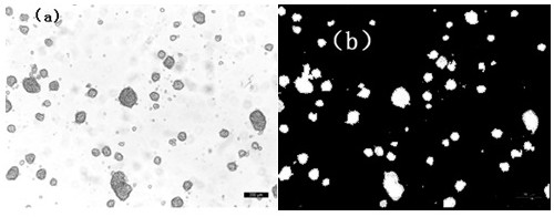 Multicellular sphere recognition and classification method based on deep learning