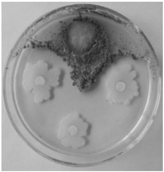 Bacillus methylotrophicus and application thereof