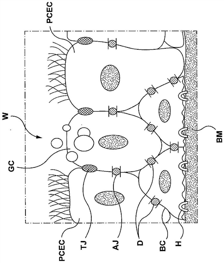 Methods, apparatuses, and systems for the treatment of disease states and disorders