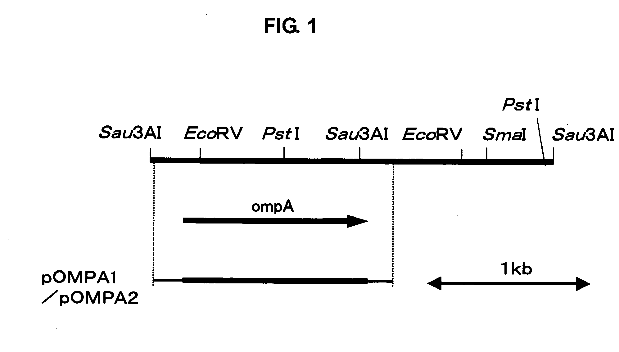 Gene participating in growth promoting function of acetic acid bacterium and utilization of the same