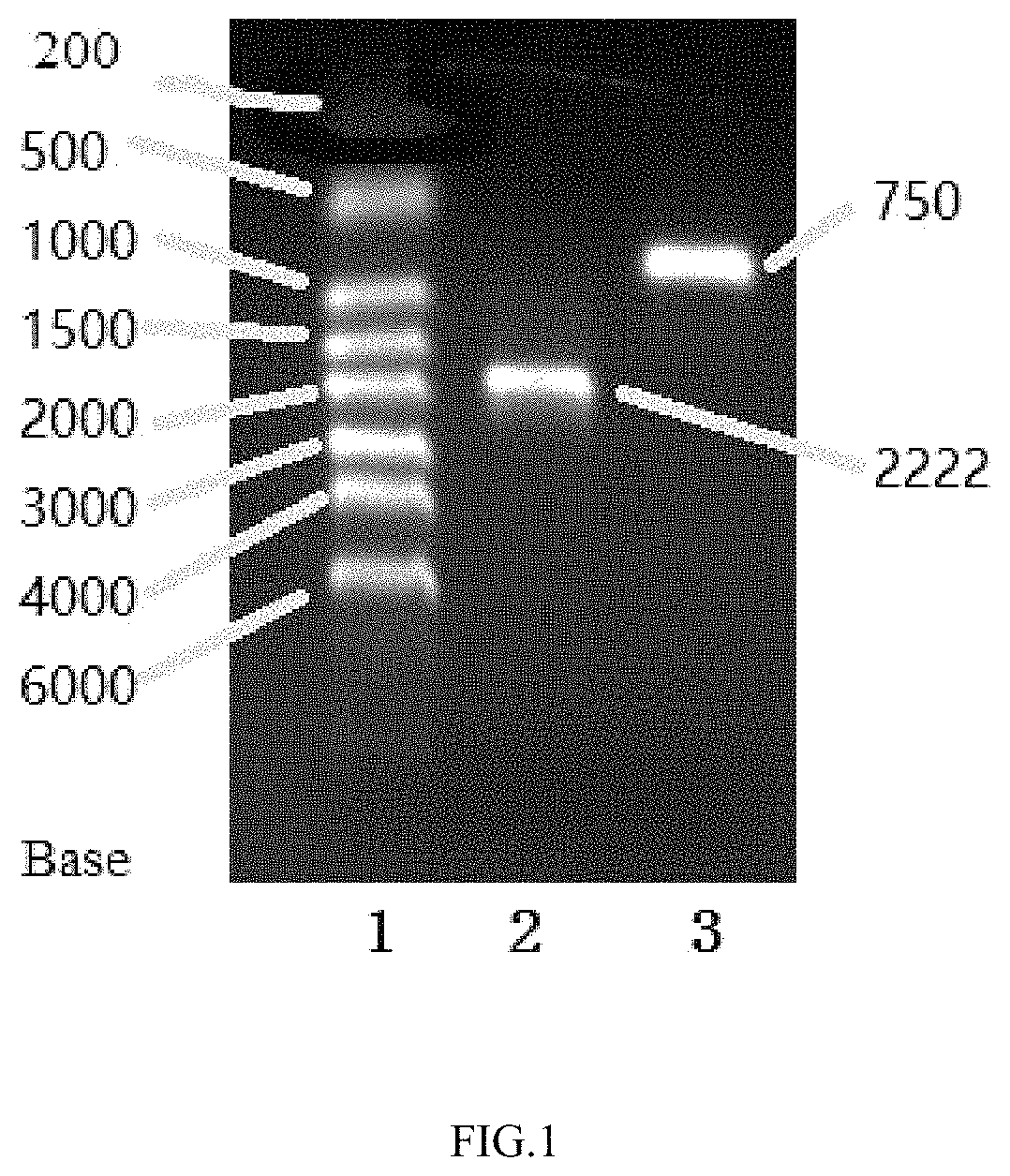 Method to produce protein in Aspergillus niger's resting spores using SSRNA