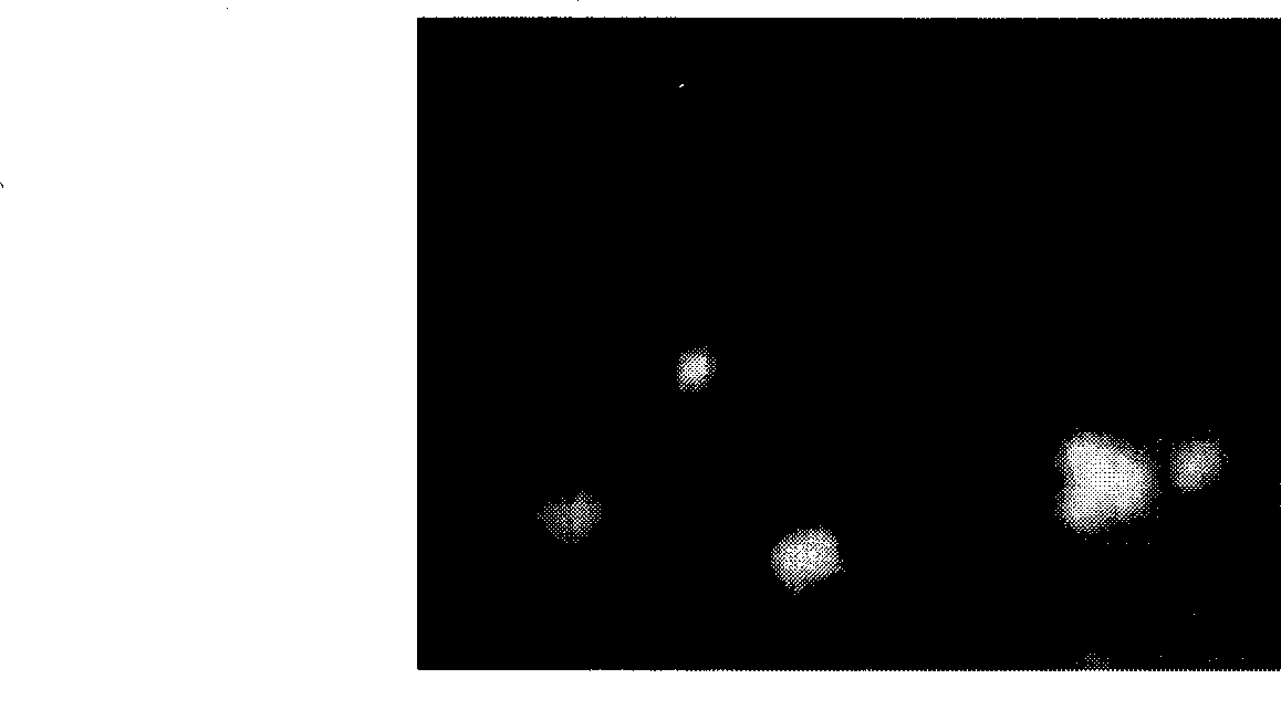 Method for detecting microbial population in sediment by fluorescent in situ hybridization technique