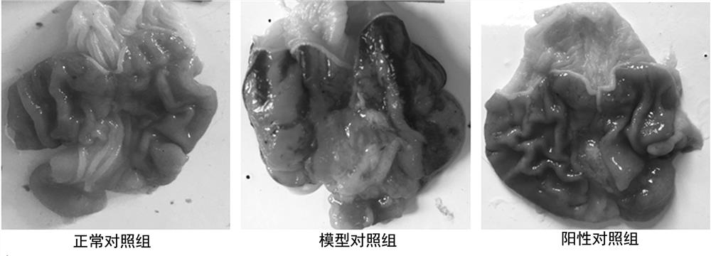 Arabic araboxylan and compound for preventing/treating gastrointestinal mucosa and liver injury