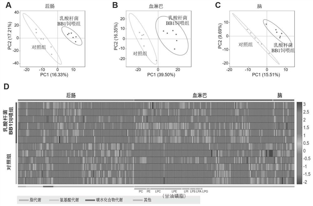 Lactobacillus bb1 enhancing memory ability and its application