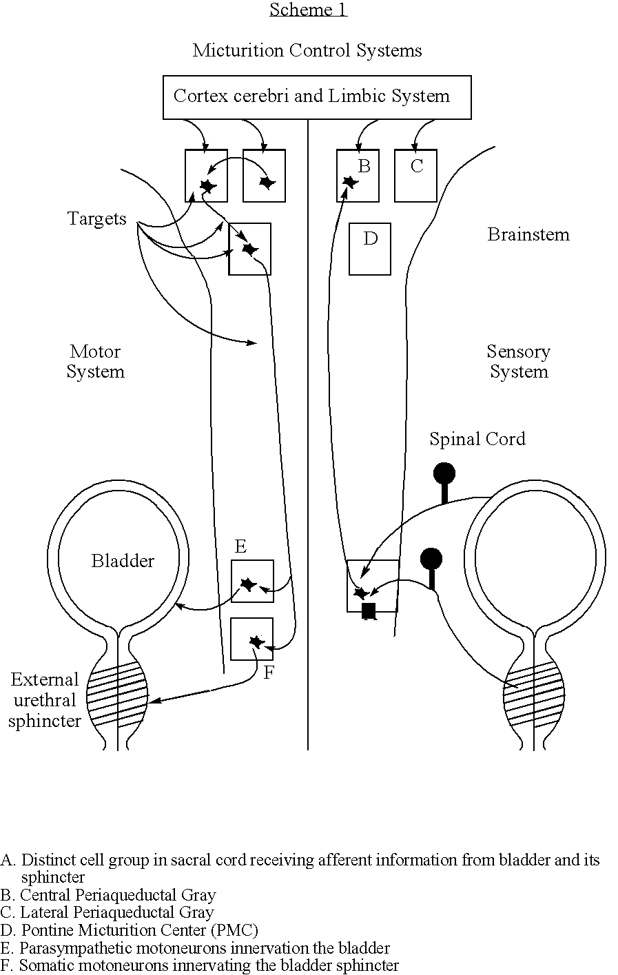 Method for controlling micturition