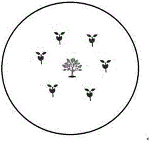 Azalea tree surrounding cuttage rapid propagation method