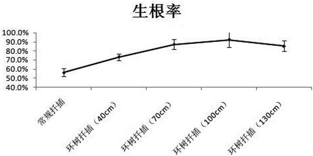 Azalea tree surrounding cuttage rapid propagation method