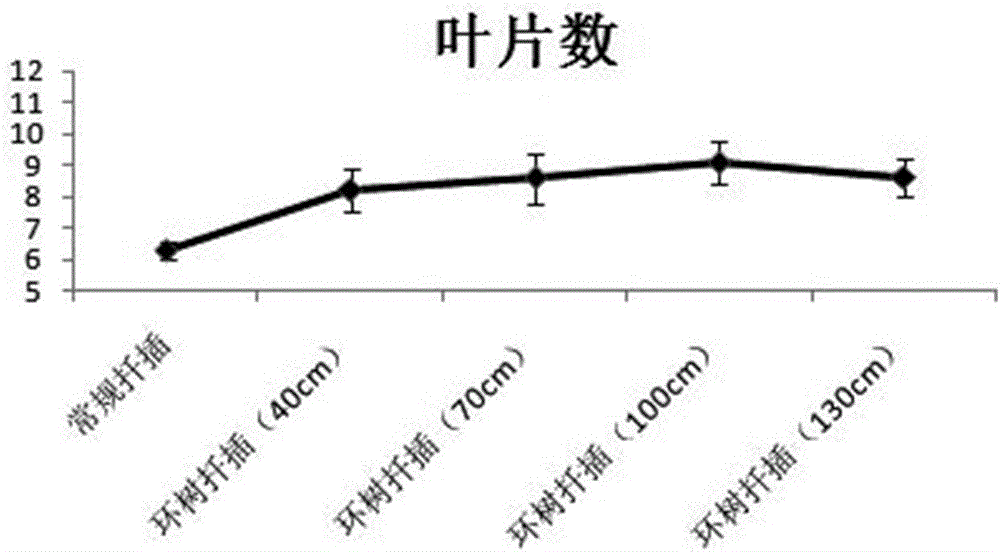 Azalea tree surrounding cuttage rapid propagation method