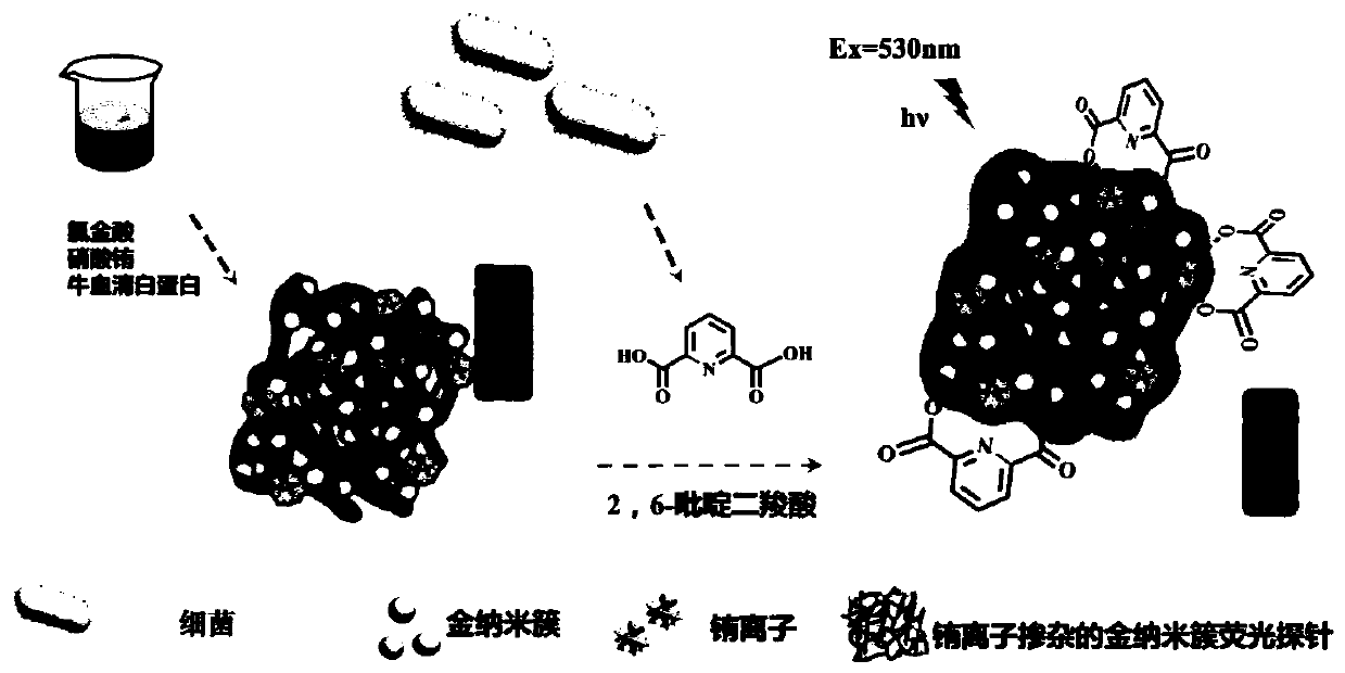 Fluorescent probe and preparation method thereof, biosensor as well as building method and application thereof