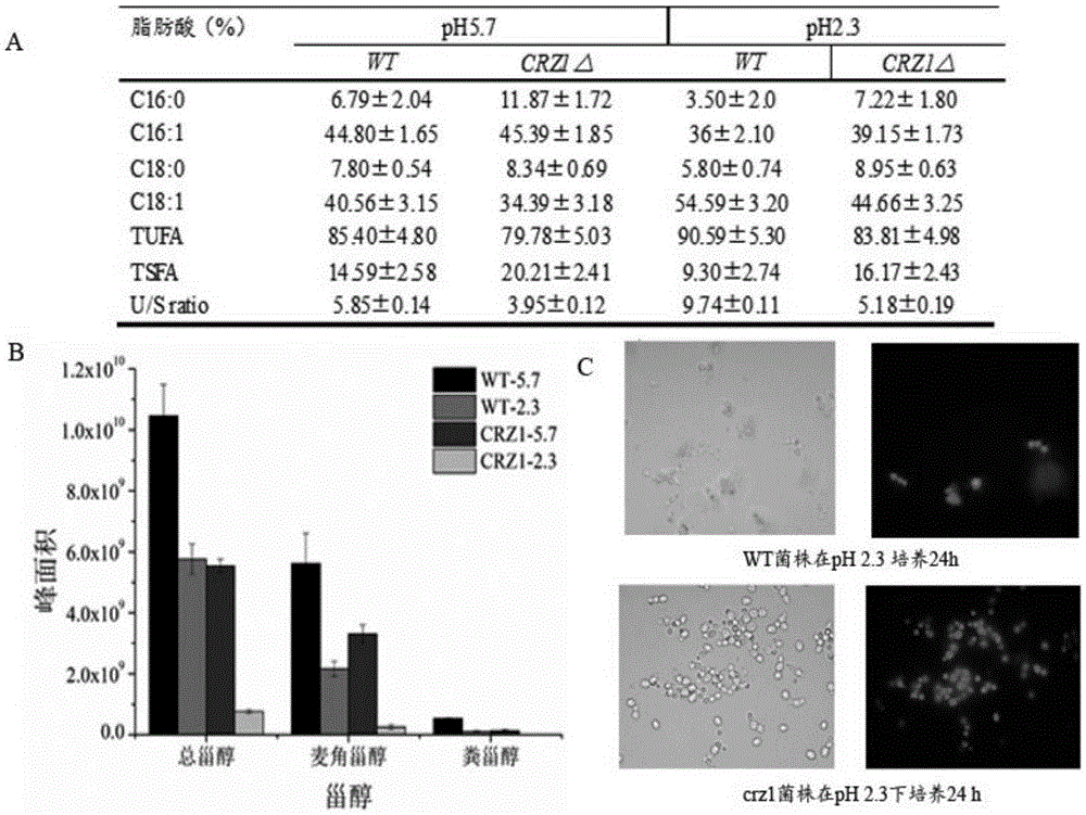 Method for regulating acid stress resistance of torulopsis glabrata by utilizing transcription factor Crz1p