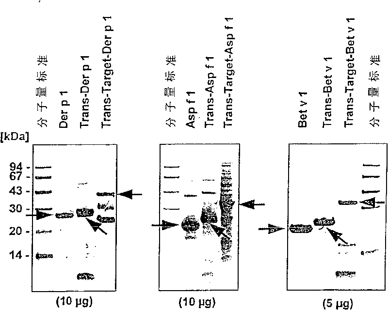 Modular antigen transporter molecules (MAT molecules) for modulating immune reactions, associated constructs, methods and uses