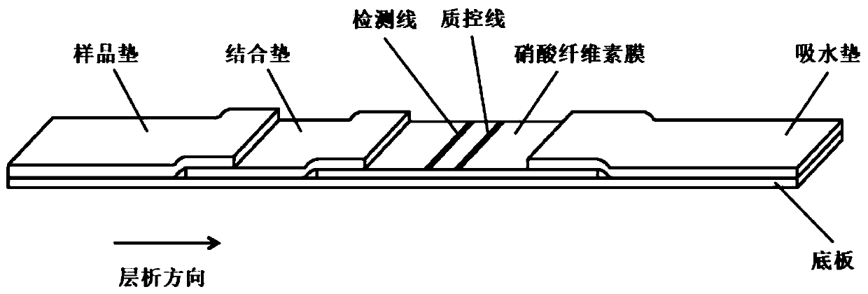 Test strip and kit for detecting human novel coronavirus IgM antibody and preparation method thereof