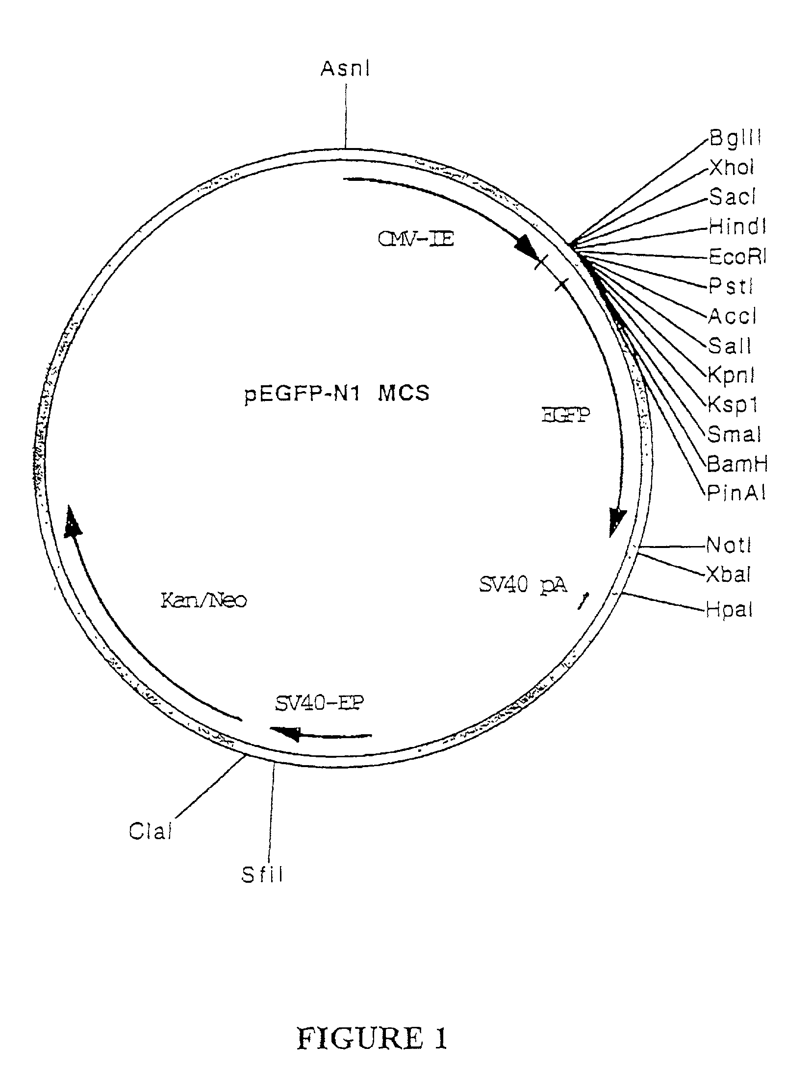 Control of gene expression