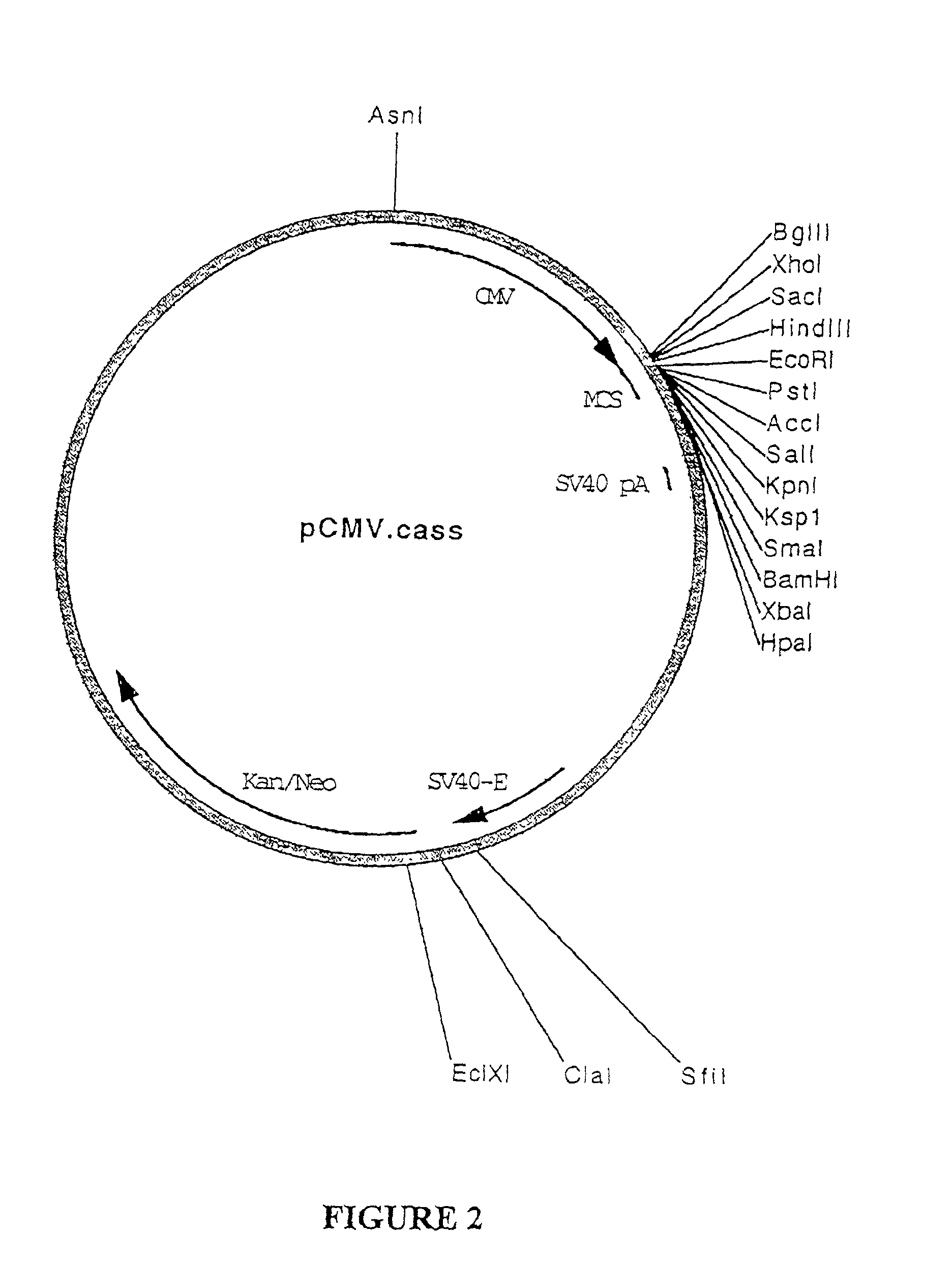 Control of gene expression