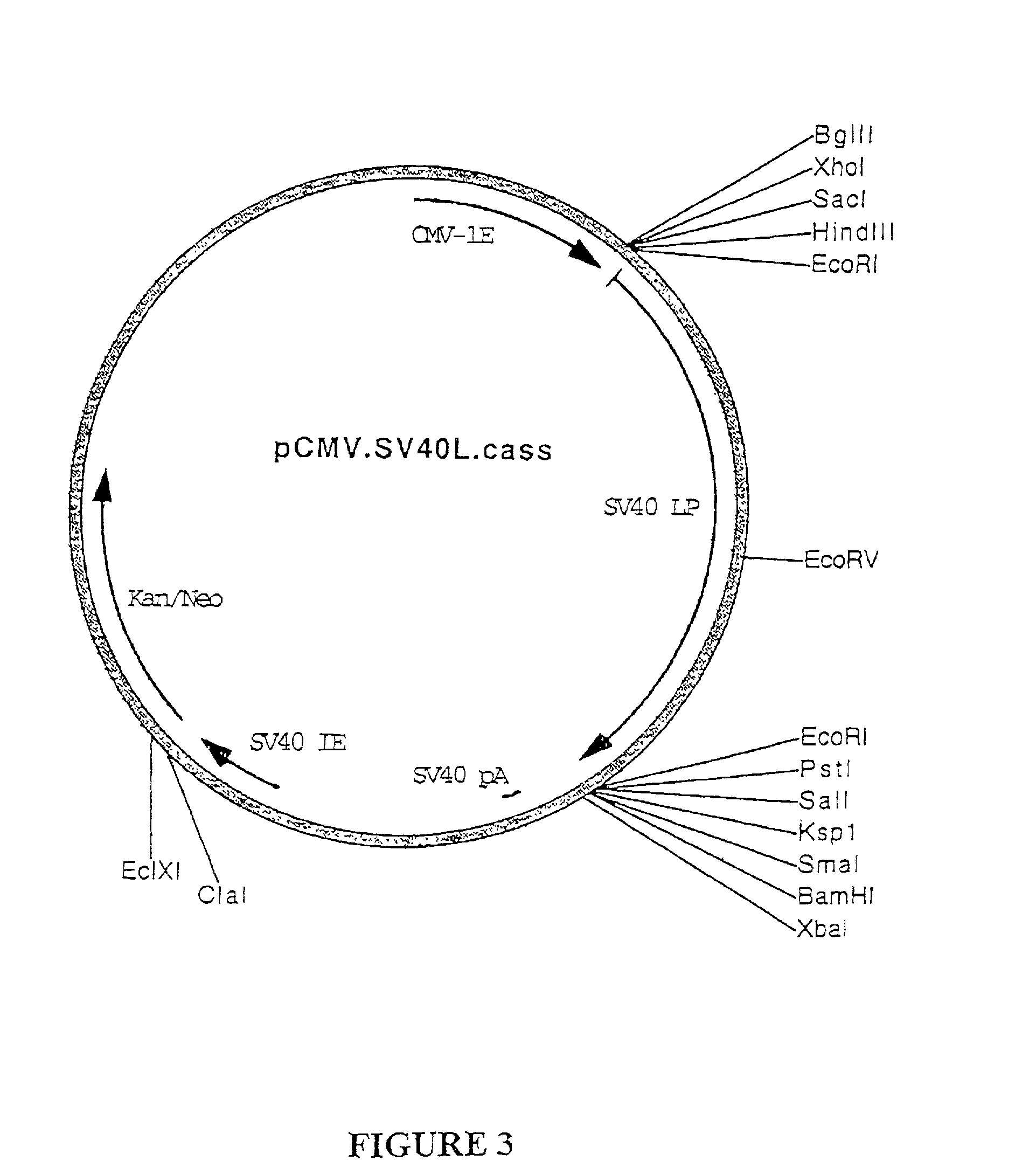 Control of gene expression