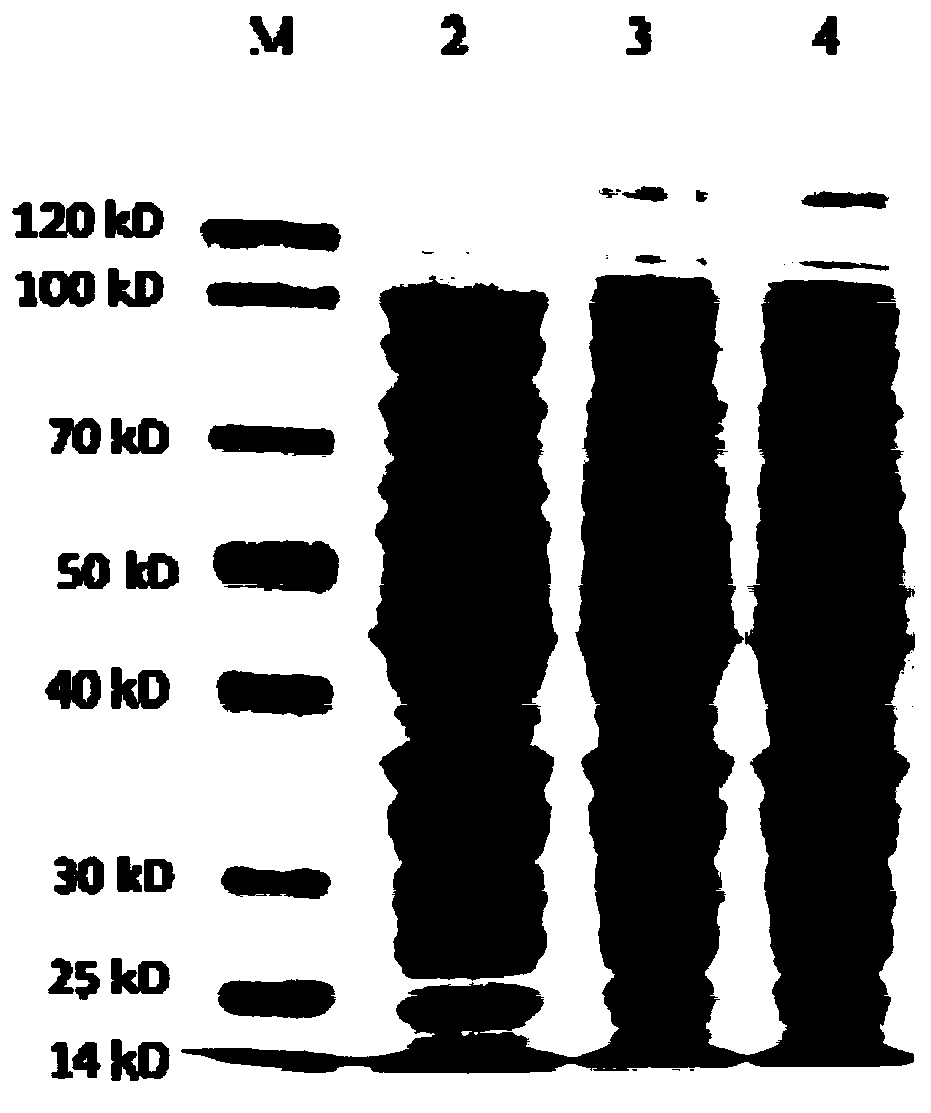 Application of isoindolone compound in preparation of medicine for preventing and treating osteolytic diseases