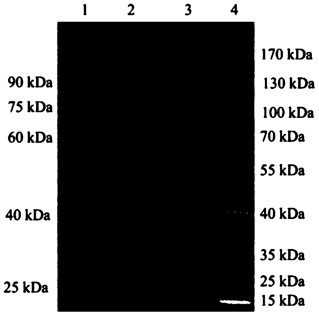 Application of isoindolone compound in preparation of medicine for preventing and treating osteolytic diseases