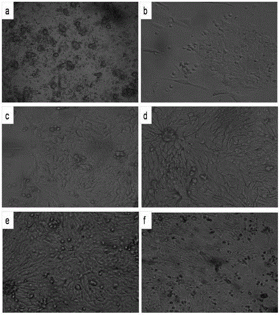 Method for in-vitro isolated culture of chicken fallopian tube epithelial cells