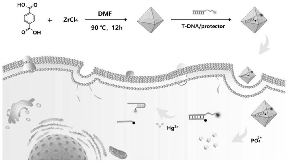 Preparation method and application of fluorescently-labeled aptamer metal organic framework probe