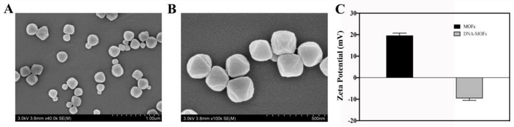 Preparation method and application of fluorescently-labeled aptamer metal organic framework probe