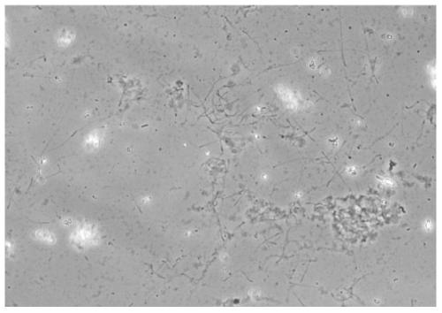 A new method for purifying chicken semen