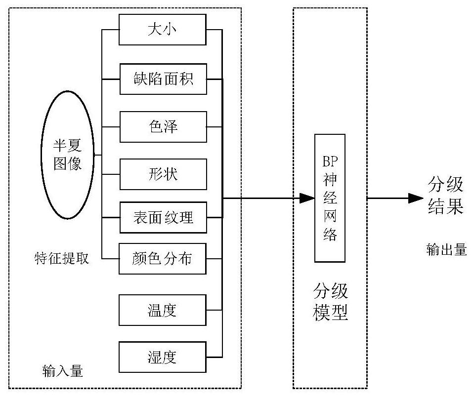 A Quality Grading Method of Pinellia Pinelliae Based on Neural Network