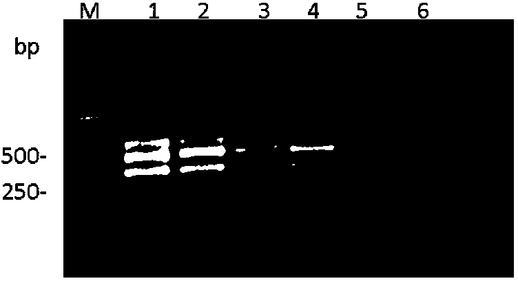 PCR (polymerase chain reaction) primer for detecting tobacco soil-borne fungal pathogens as well as application and method of PCR primer