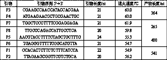 PCR (polymerase chain reaction) primer for detecting tobacco soil-borne fungal pathogens as well as application and method of PCR primer