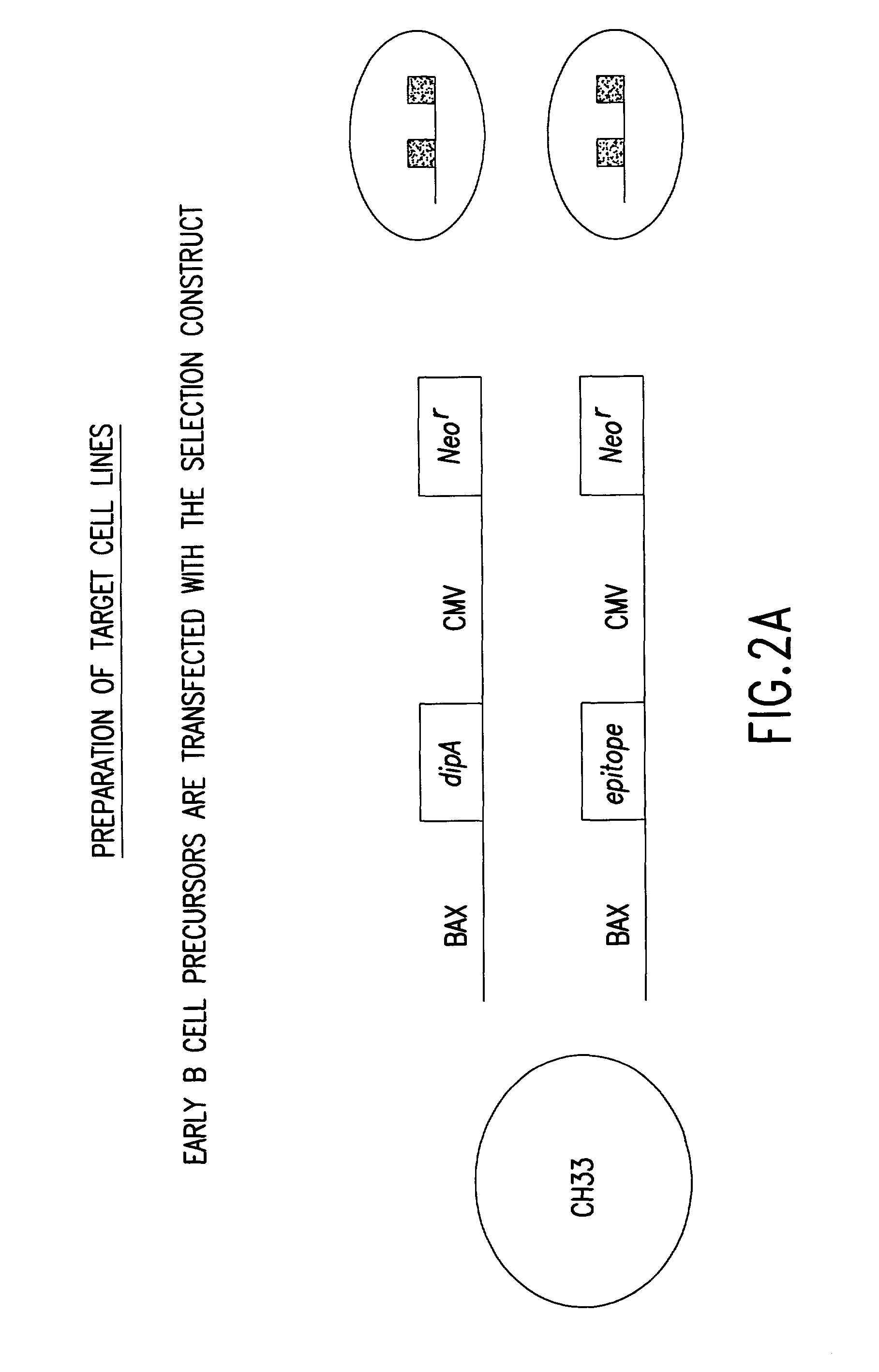 In vitro methods of producing and identifying immunoglobulin molecules in eukaryotic cells