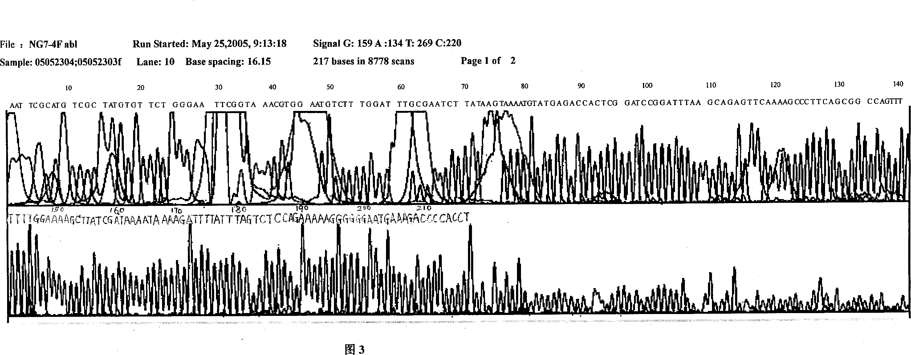 Oligonucleotide for targeted activation of chronic granulocyte leukaemia protein kinase PKR and application thereof