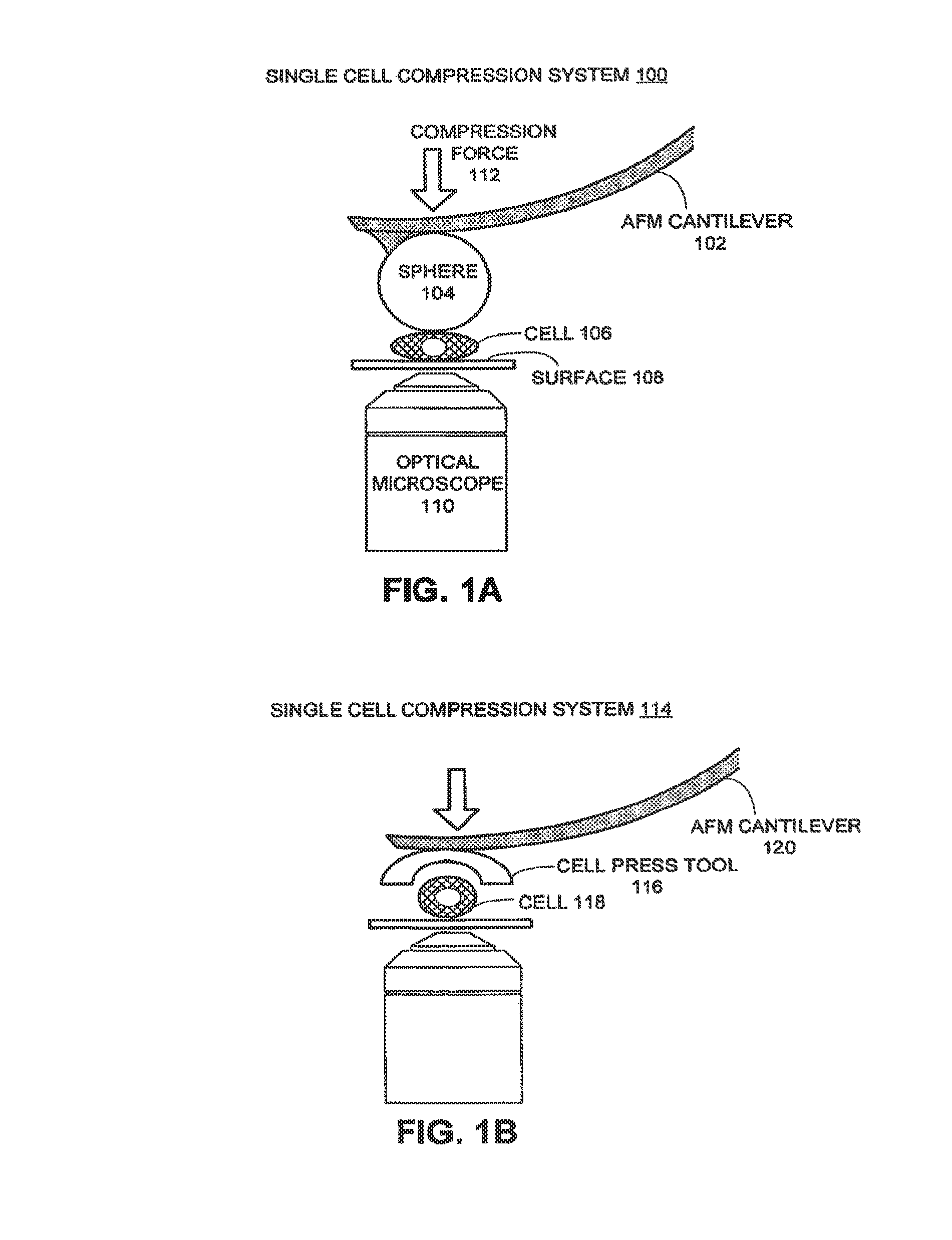 Method and system for measuring single cell mechanics using a modified scanning probe microscope