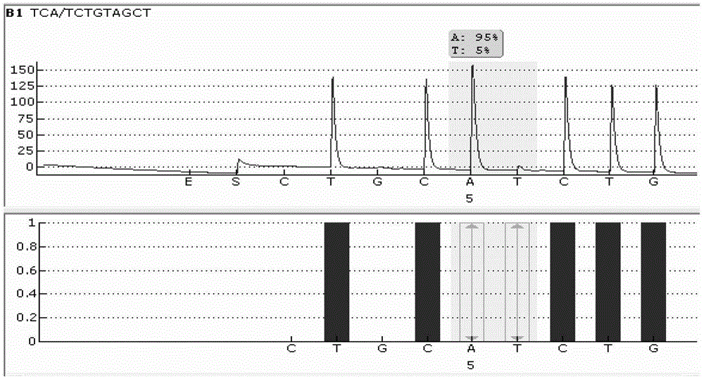 Sequencing primer pair for qualitatively detecting human BRAF V600E gene mutation and kit thereof